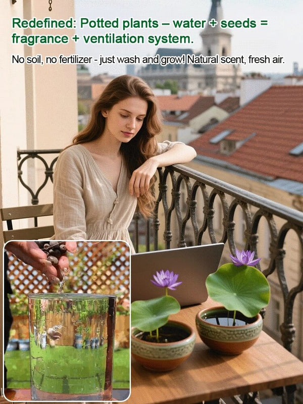 【Beginner-Friendly】Hydroponic Lotus Seeds, Effortless Elegance: Water-Only Lotus Blooms!