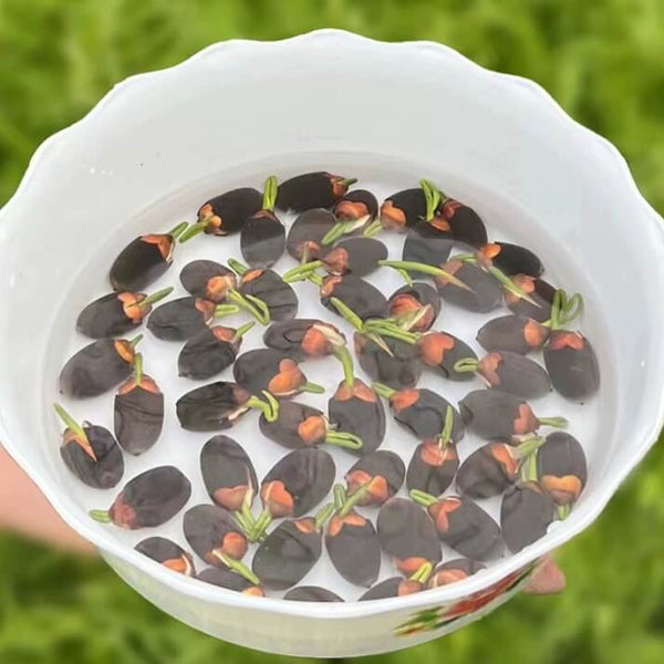 【Fortune-Bringing And Fortune-Bringing】Ornamental Water-Cultured Lotus