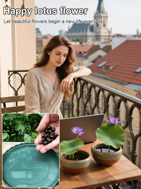【Fortune-Bringing And Fortune-Bringing】Ornamental Water-Cultured Lotus