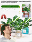 Golden Diamond Green Plant - Air Purifying Indoor Plant (Formaldehyde Absorbing)
