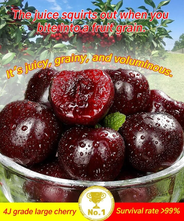 Hybrid Cherry Saplings - Sato Nishiki × Bing Cherry Variety