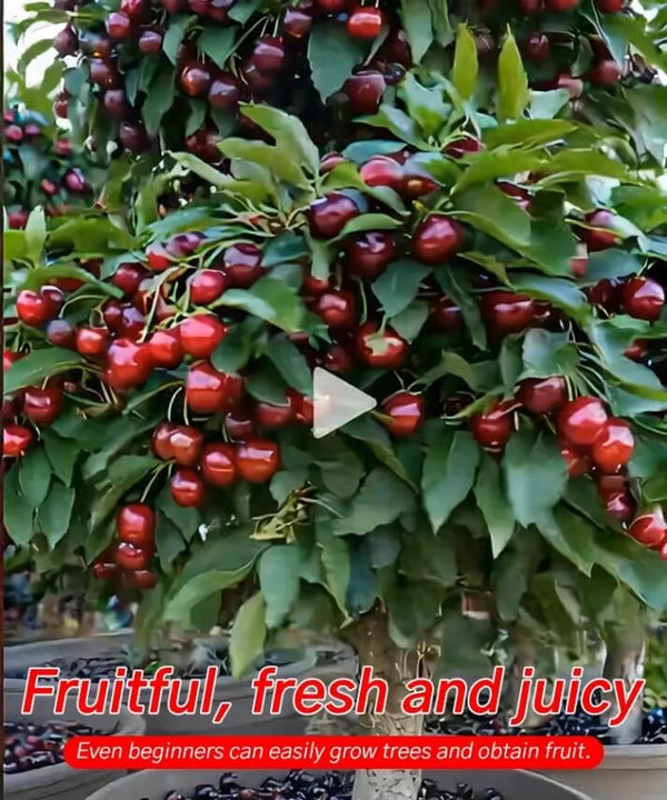 Hybrid Cherry Saplings - Sato Nishiki × Bing Cherry Variety