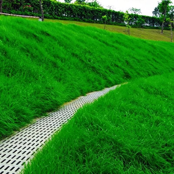 JS Grass Seeds - Fast Germination Mixed Lawn Seed Varieties (99% Germination in 7 Days)