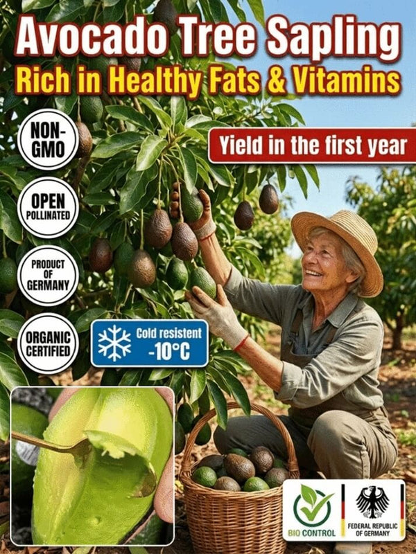 Mexican Avocado Sapling Variety - Fast-Fruiting Grafted Tree