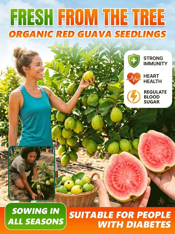 Organic Red Guava Saplings - Vitamin C Rich Fast-Fruiting Home Garden Fruit Trees