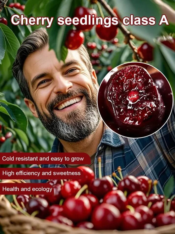 Space-Cultivated Cherries - Premium Large Fruit with Long-Term Harvest Promise