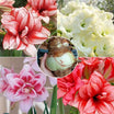 Strongly Fragrant Amaryllis Bulbs - Year-Round Blooming Ornamental Flower Bulbs
