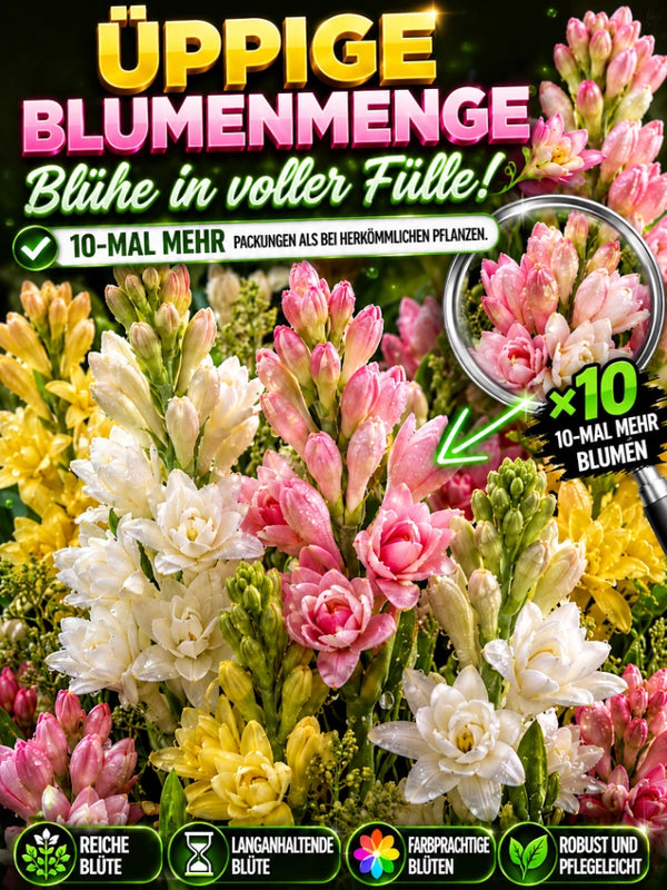 Tuberose Bulbs – Fragrant Flowering Plants