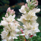 300-Day Blooming Fragrant Flower Plant - Natural Air Purifier & Long-Lasting Floral Fragrance