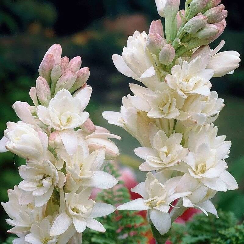 300-Day Blooming Fragrant Flower Plant - Natural Air Purifier & Long-Lasting Floral Fragrance
