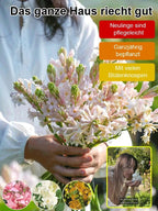 300-Day Blooming Fragrant Flower Plant - Natural Air Purifier & Long-Lasting Floral Fragrance