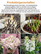 300-Day Blooming Fragrant Flower Plant - Natural Air Purifier & Long-Lasting Floral Fragrance