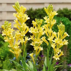 300-Day Blooming Fragrant Flower Plant - Natural Air Purifier & Long-Lasting Floral Fragrance