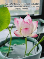 【Beginner-Friendly】Hydroponic Lotus Seeds, Effortless Elegance: Water-Only Lotus Blooms!