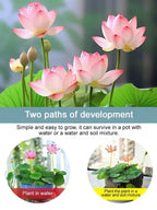 【Beginner-Friendly】Hydroponic Lotus Seeds, Effortless Elegance: Water-Only Lotus Blooms!