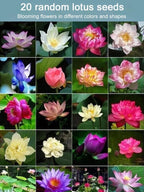 【Beginner-Friendly】Hydroponic Lotus Seeds, Effortless Elegance: Water-Only Lotus Blooms!