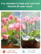 【Beginner-Friendly】Hydroponic Lotus Seeds, Effortless Elegance: Water-Only Lotus Blooms!