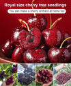 Chilean 4J Sweet Cherry Saplings - High-Sugar Grafted Fruit Trees