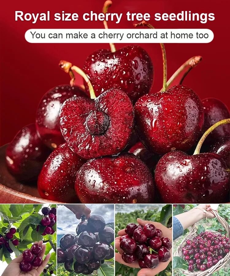 Chilean 4J Sweet Cherry Saplings - High-Sugar Grafted Fruit Trees