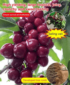 Chilean 4J Sweet Cherry Saplings - High-Sugar Grafted Fruit Trees