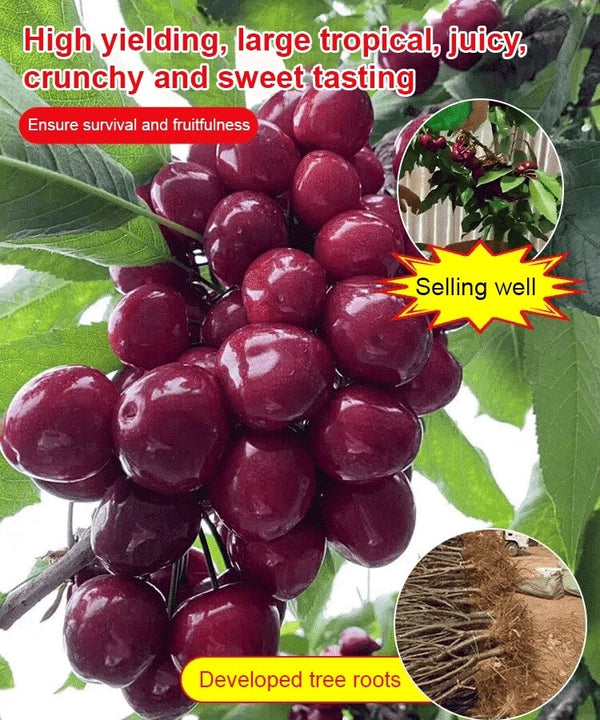 Chilean 4J Sweet Cherry Saplings - High-Sugar Grafted Fruit Trees