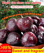 Chilean 4J Sweet Cherry Saplings - High-Sugar Grafted Fruit Trees