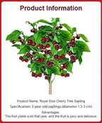 Chilean 4J Sweet Cherry Saplings - High-Sugar Grafted Fruit Trees