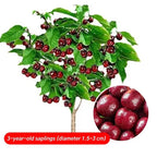 Chilean 4J Sweet Cherry Saplings - High-Sugar Grafted Fruit Trees