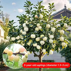 Chilean 4J Sweet Cherry Saplings - High-Sugar Grafted Fruit Trees