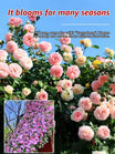 Climbing Rose Seeds - Year-Round Blooming Flower Garden Seeds