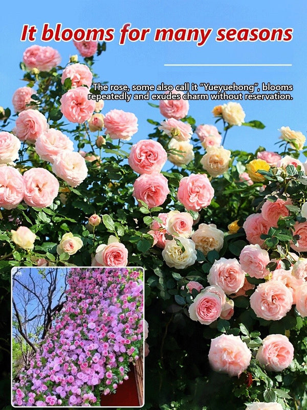 Climbing Rose Seeds - Year-Round Blooming Flower Garden Seeds