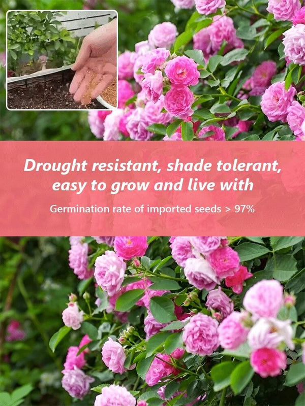 Climbing Rose Seeds - Year-Round Blooming Flower Garden Seeds