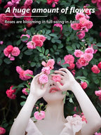 Climbing Rose Seeds - Year-Round Blooming Flower Garden Seeds