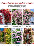 Climbing Rose Seeds - Year-Round Blooming Flower Garden Seeds