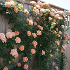 Climbing Rose Seeds - Year-Round Blooming Flower Garden Seeds