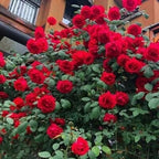 Climbing Rose Seeds - Year-Round Blooming Flower Garden Seeds