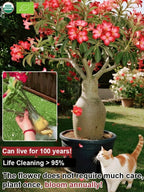 Desert Rose Bulb Flower – “Just Water To Thrive For 100 Years”