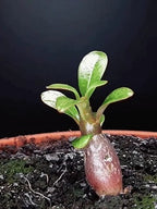 Desert Rose Bulb Flower – “Just Water To Thrive For 100 Years”