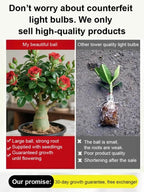 Desert Rose Bulb Flower – “Just Water To Thrive For 100 Years”