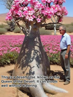 Desert Rose Bulb Flower – “Just Water To Thrive For 100 Years”