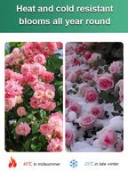 Desert Rose Bulb Flower – “Just Water To Thrive For 100 Years”