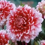 Double Dahlia Tubers - Farm Direct Four-Season Blooming Flower Bulbs