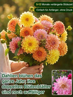 Double Dahlia Tubers - Farm Direct Four-Season Blooming Flower Bulbs