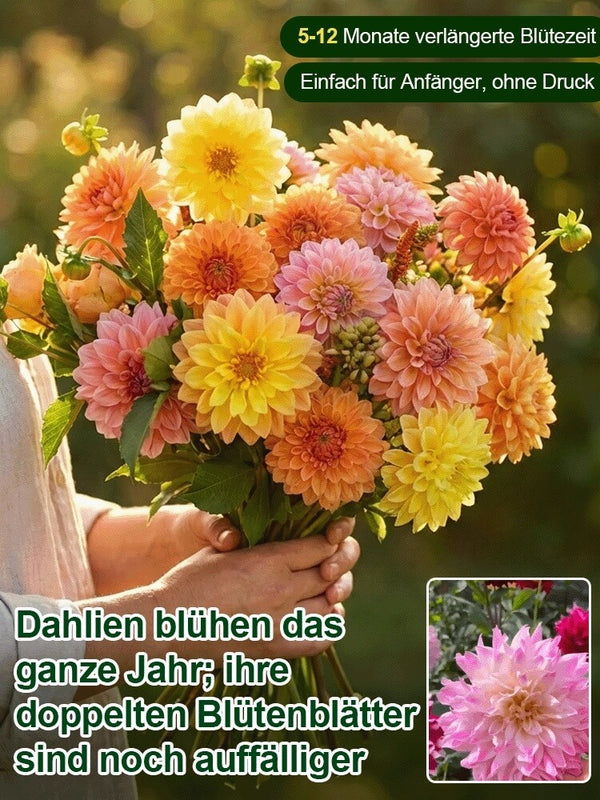 Double Dahlia Tubers - Farm Direct Four-Season Blooming Flower Bulbs