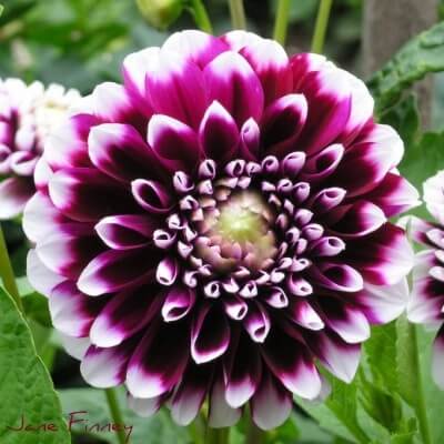 Double Dahlia Tubers - Farm Direct Four-Season Blooming Flower Bulbs