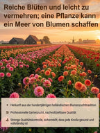 Double Dahlia Tubers - Farm Direct Four-Season Blooming Flower Bulbs