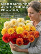 Double Dahlia Tubers - Farm Direct Four-Season Blooming Flower Bulbs