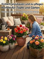 Double Dahlia Tubers - Farm Direct Four-Season Blooming Flower Bulbs