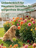 Double Dahlia Tubers - Farm Direct Four-Season Blooming Flower Bulbs