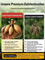 Double Dahlia Tubers - Farm Direct Four-Season Blooming Flower Bulbs